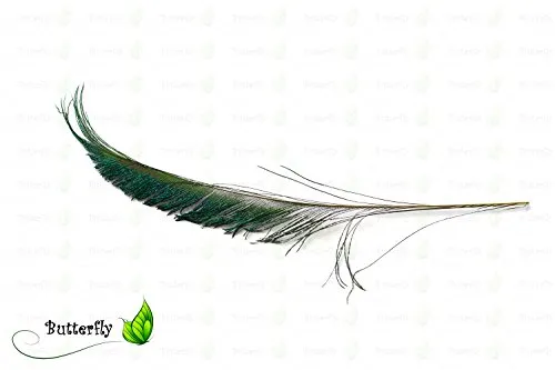 Creativery Pfauenfedern Natur Schwert 25-30cm 10 Stück Deko