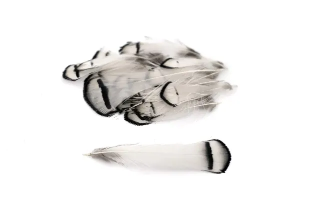 Creativery Fasanenfedern Lady Amherst 20 Stück 4–8 cm natur
