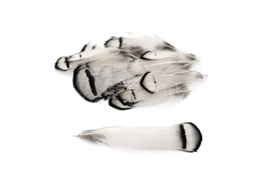 Creativery Fasanenfedern Lady Amherst 20 Stück 4–8 cm natur