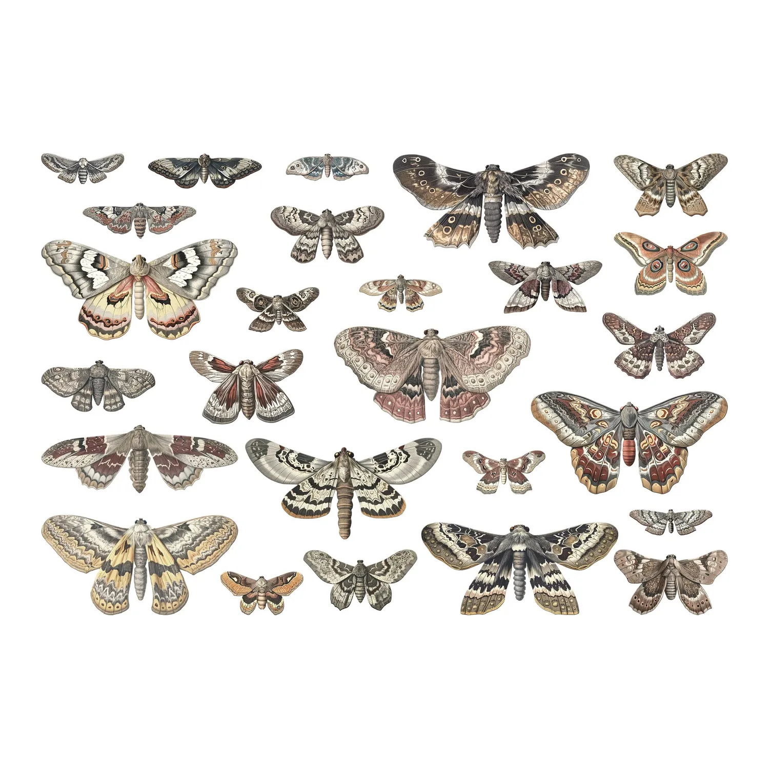 Idea-ology Tim Holtz Transparenzen Moths